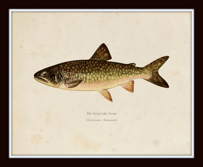 Vintage Trout Print Set No. 2, Natural History Art, Giclee, Art Print, Print Set, Posters, Woodland Art, Fish Print, Trout, Fly Fishing Art image 5