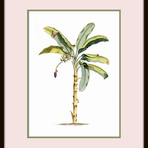 May include: A watercolor painting of a banana tree with green leaves and a single purple banana fruit. The tree is depicted against a white background.