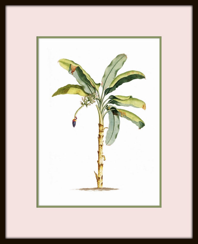 May include: A watercolor painting of a banana tree with green leaves and a single purple banana fruit. The tree is depicted against a white background.