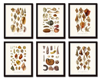 Antique Seashell Print Set, Shell Prints, Art Print, Wall Art, Print, Coastal Art, Seashell Print, Illustration, Giclee, Beach Cottage Decor