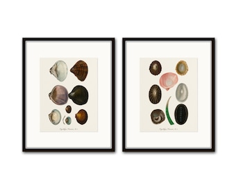 Vintage French Seashell Giclee Prints Set No. 3, Coastal Wall Art