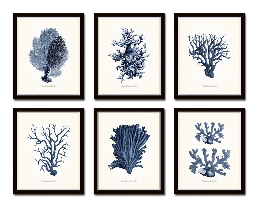 Vintage Blue Coral Prints Set No. 3, Coastal Giclee Art - Etsy