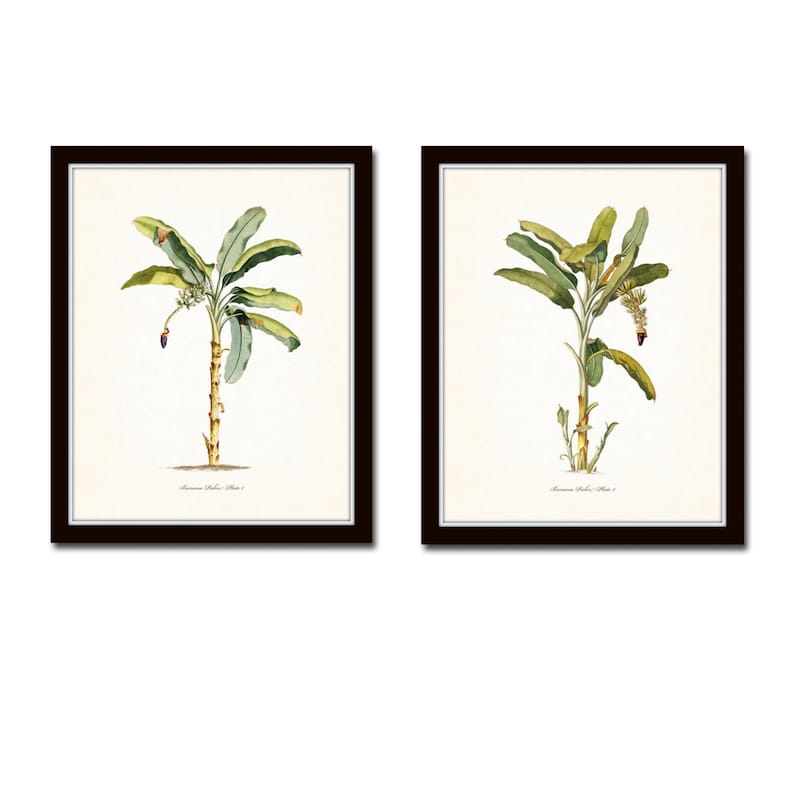 Palm Tree Print Set No. 2 Vintage Botanical Giclee Wall Etsy Australia