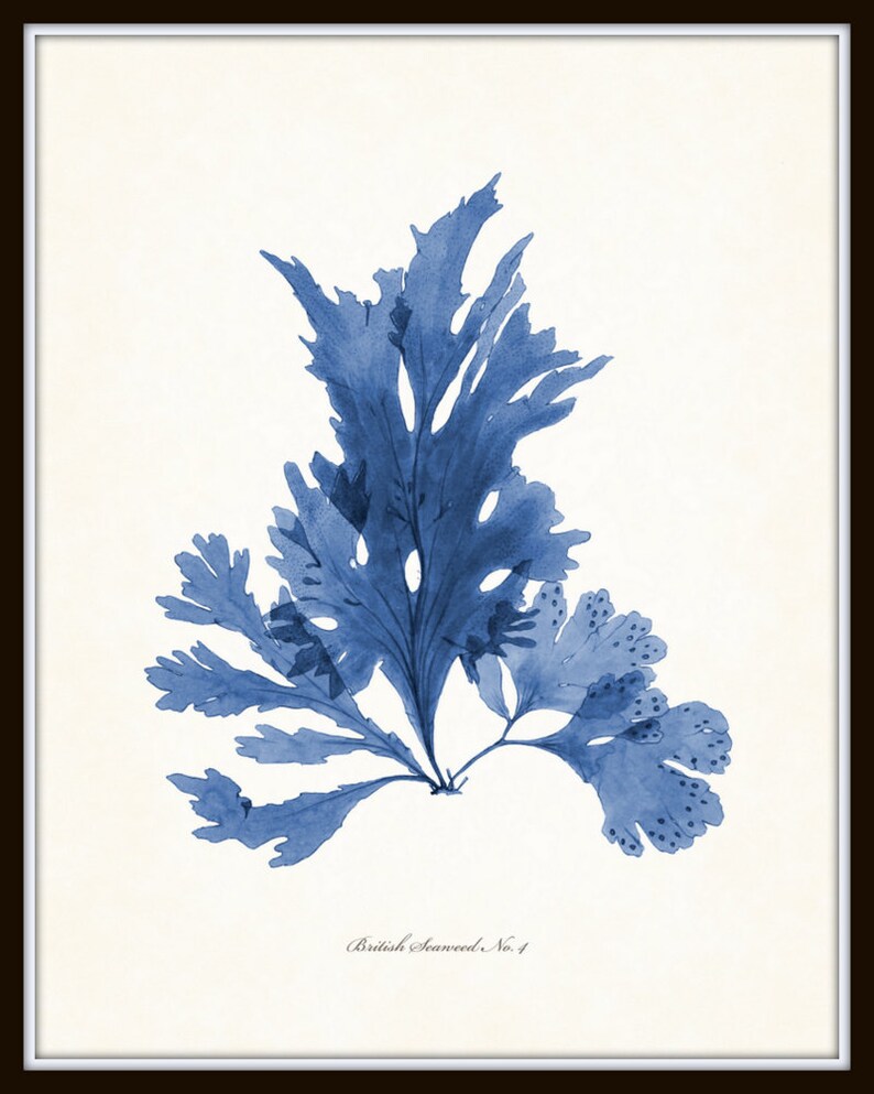 Vintage Indigo Blue British Seaweed Print Series No. 4, Giclee, Art Print, Nautical Art, Beach Decor, Coastal Art, Collage, Illustration image 3