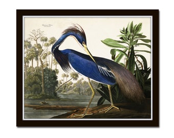 Audubon Print Louisiana Heron, Giclee, Wall Art, Art, Print, Home Decor, Beach Cottage Decor, Nature Art, Sea Bird Print, Bird Prints