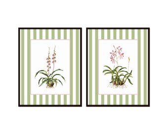 Juego de láminas vintage de orquídeas, arte botánico a rayas verdes, decoración costera