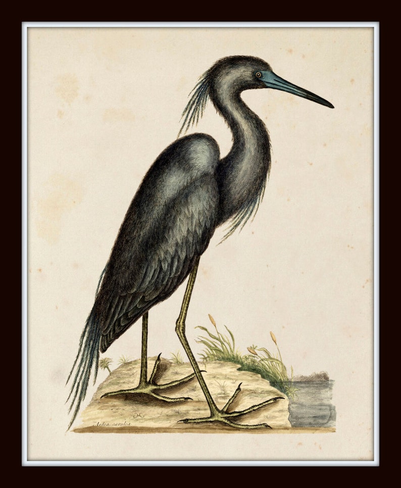 May include: A vintage illustration of a blue heron standing on a rock with green grass and a small body of water in the background. The heron has a long, slender neck and a long, pointed beak. The illustration is in black and white with some color accents.