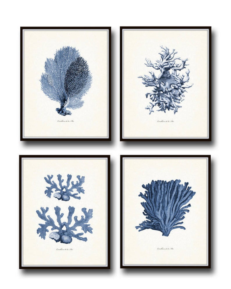 Op de afbeelding: Set van vier blauwe en witte vintage illustraties van koraal. Elke illustratie toont een ander type koraal en de tekst "Corallines de la Mer".
