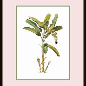 May include: A botanical illustration of a banana plant with green leaves and a brown stem. The plant is in bloom with a yellow flower and a purple fruit.