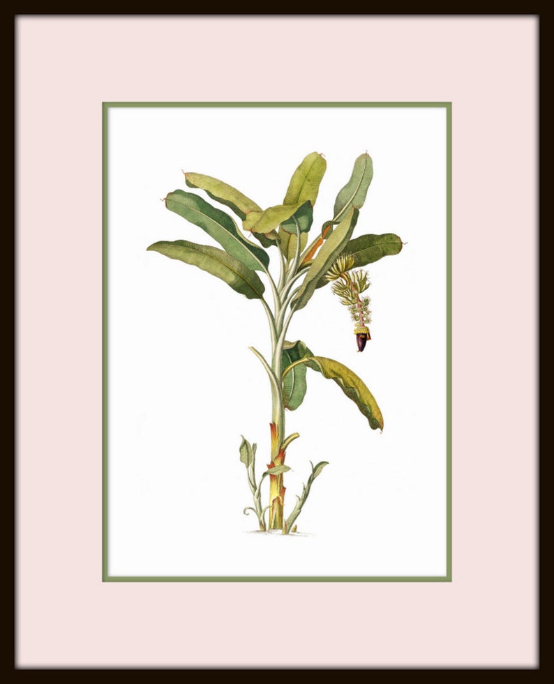 May include: A botanical illustration of a banana plant with green leaves and a brown stem. The plant is in bloom with a yellow flower and a purple fruit.