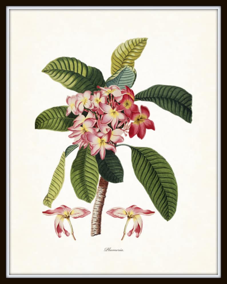 Op de afbeelding: Een vintage botanische illustratie van een Plumeria-bloem met roze en witte bloemblaadjes en groene bladeren. De illustratie is op een witte achtergrond met het woord "Plumeria" onder de bloem.