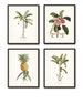 Vintage Tropical Botanical Print Set No. 1, Giclee Prints, Pineapple, Art, Beach Decor, Coastal Art, Botanical Print Set, Poster, Palm Trees 
