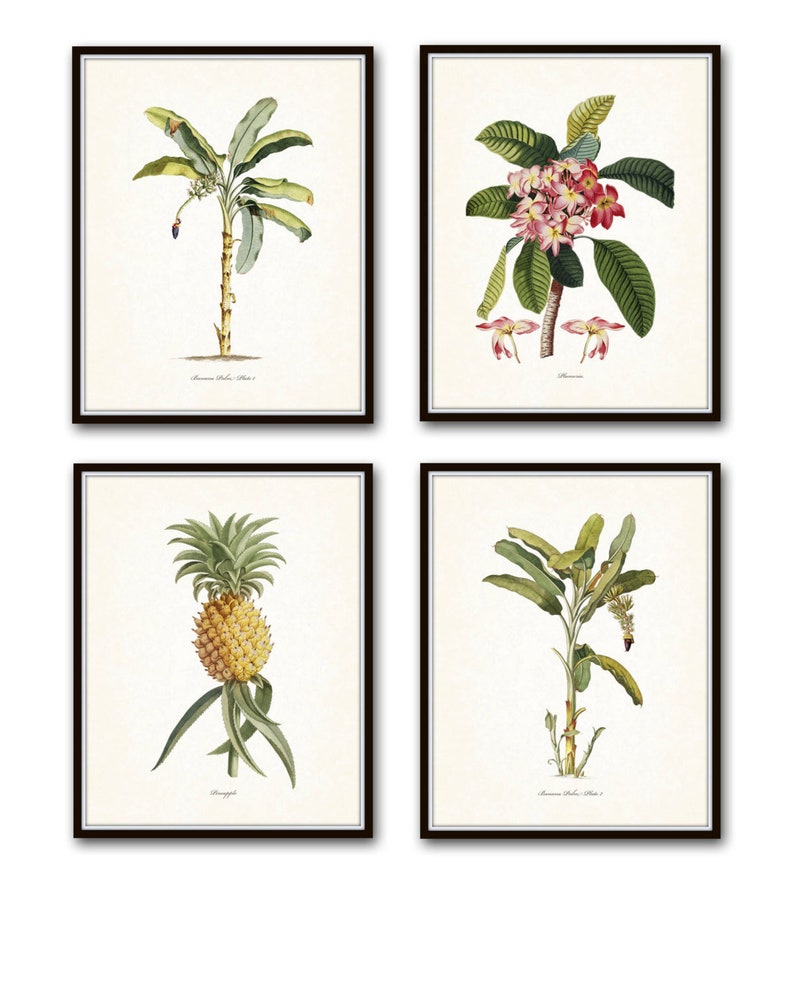 Vintage Tropical Botanical Print Set No. 1 Giclee Prints image 1
