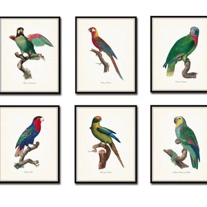 Vintage French Parrot Print Set, Giclee, Art Print, Bird Prints, Beach Decor, Coastal Art, Vintage Parrot Prints, Vintage Bird Prints