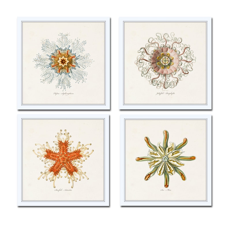 May include: Set of four vintage illustrations of sea creatures. The illustrations are in a white frame and feature a blue and orange starfish, a pink and white jellyfish, a red and orange starfish, and a green and yellow starfish.