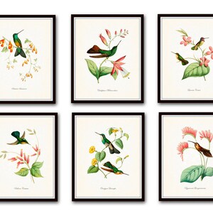 Hummingbird Giclee Print Set No. 1, Vintage Tropical Bird Art