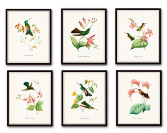 Juego de láminas giclée de colibríes n.° 1, arte vintage de aves tropicales.