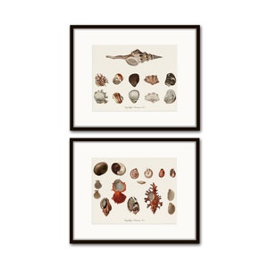May include: Two framed prints of vintage illustrations of seashells. The top print features a large seashell with smaller seashells surrounding it. The bottom print features a variety of seashells in different shapes and sizes.