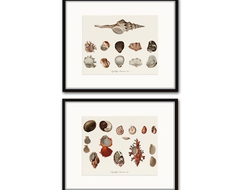 Vintage French Seashell Print Set No. 2, Shell Art, Antique Shell Prints, Coastal Decor, Wall Art, Coastal Art, Beach Decor, Beach House Art