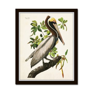 Vintage Audubon Brown Pelican Bird Print, Giclee, Art Print, Poster, Home Decor, Coastal Art, Audubon Bird Prints, Illustration, Sea Bird