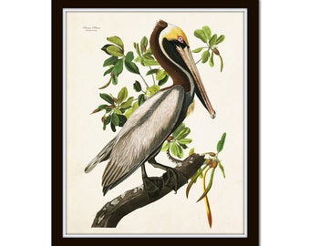 Vintage Audubon Brown Pelican Bird Print, Giclee, Art Print, Vintage Bird Art, Coastal Art, Audubon Bird Prints, Sea Bird Prints