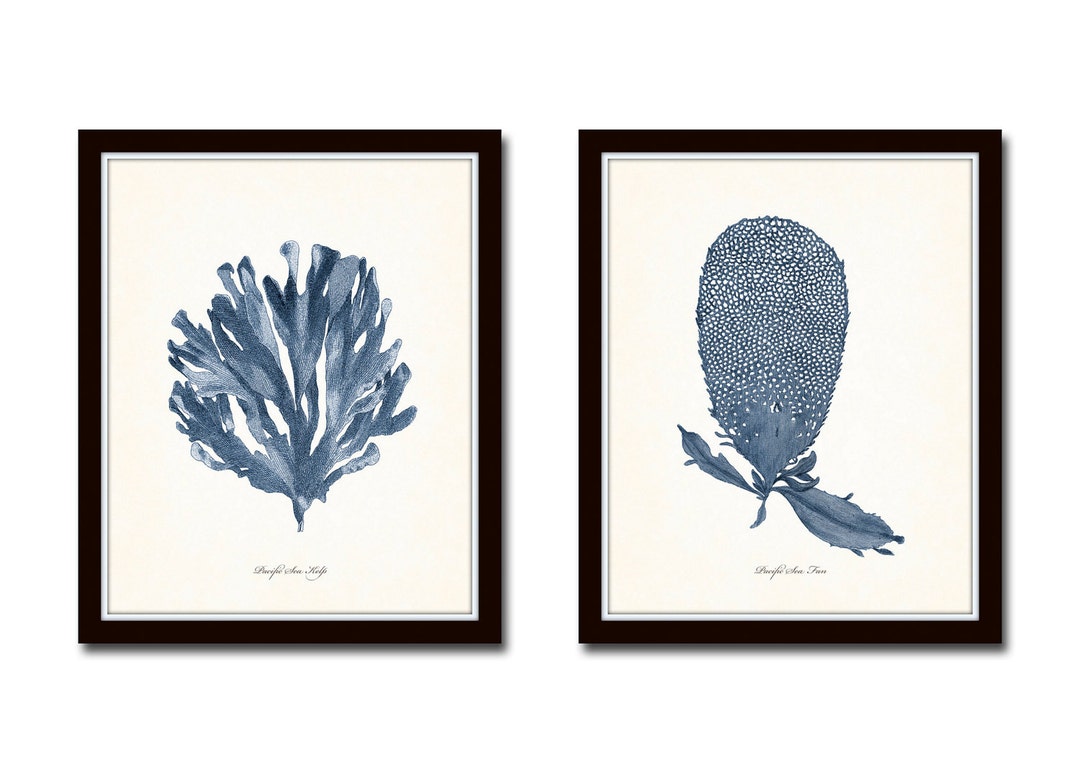 Blue Seaweed Giclee Prints No. 6, Vintage Coastal Wall Art Set - Etsy