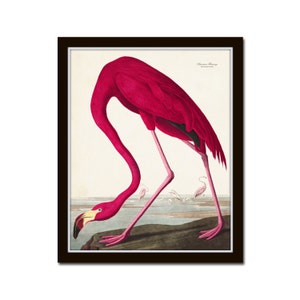 Vintage Audubon Pink Flamingo Bird Print, Giclee Art Print, Poster, Beach House Decor, Wall Hanging, Coastal Art, Audubon Bird Prints