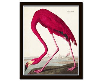 Vintage Audubon Pink Flamingo Bird Print, Giclee Art Print, Poster, Beach House Decor, Wall Hanging, Coastal Art, Audubon Bird Prints