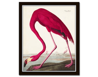 Vintage Audubon Pink Flamingo Bird Print, Giclee Art Print, Beach House Art, Coastal Art, Vintage Sea Bird Prints