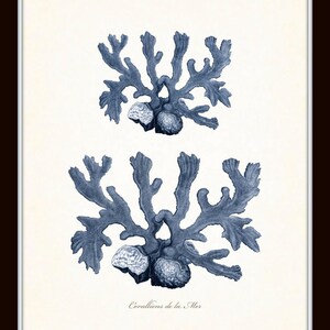 Op de afbeelding: Een vintage botanische illustratie van blauwe koralen, met de tekst "Corallions de la Mer" onderaan.