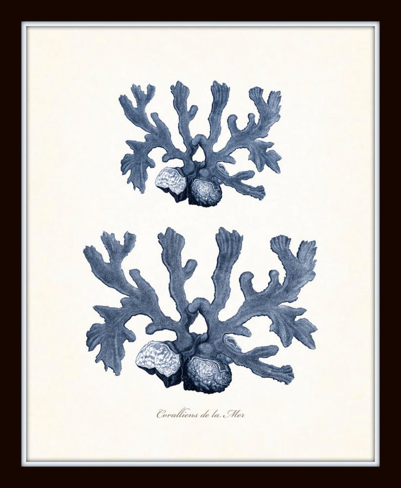 Op de afbeelding: Een vintage botanische illustratie van blauwe koralen, met de tekst "Corallions de la Mer" onderaan.