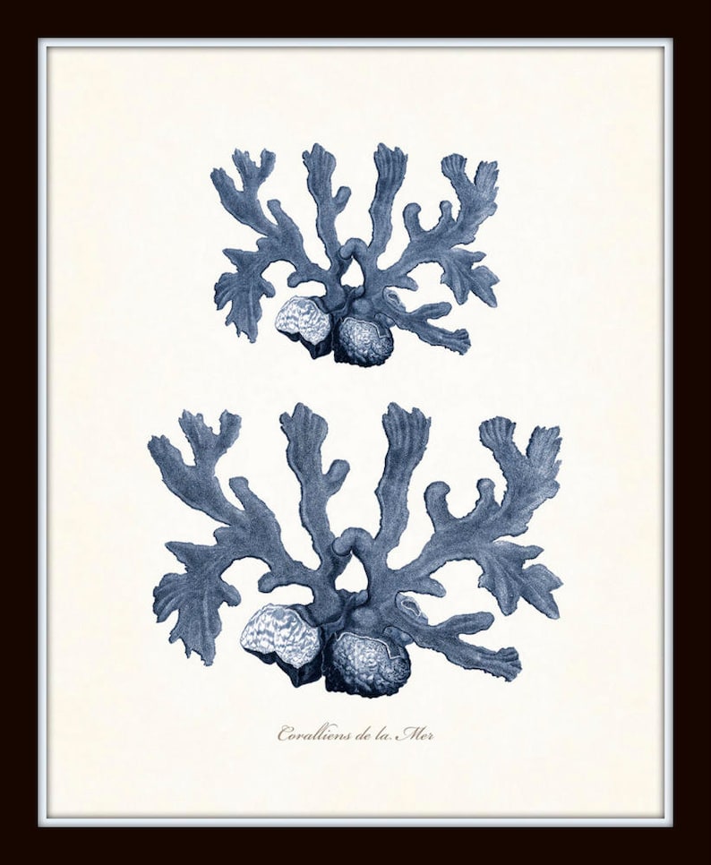 Vintage Indigo Blue Sea Coral Print Set No. 2, Giclee Art Print, Beach House Art, Coastal Art, Prints and Posters, Coral Print, Illustration image 6