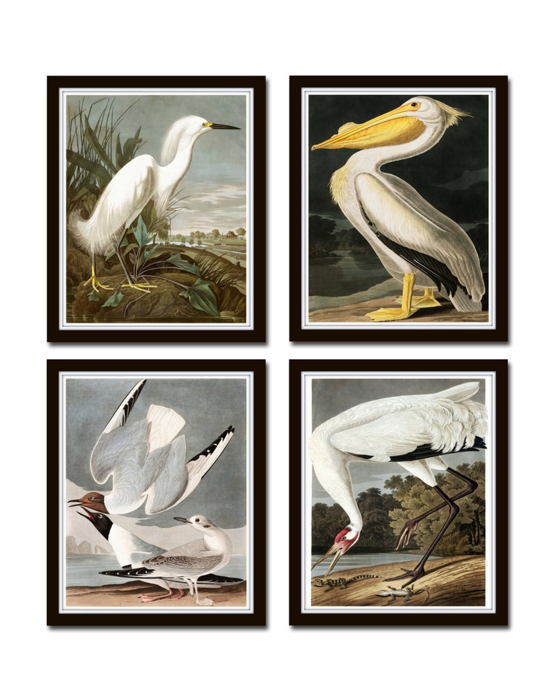 Vintage Audubon Sea Birds Print Set No. 5, Giclee, Bird Prints, Prints and Posters, Art Print, Coastal Art, Audubon Bird Prints, Collage image 1