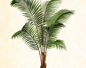 Antique French Palm Tree Plate 1 1878 8 x 10 Art Print Wall Decor