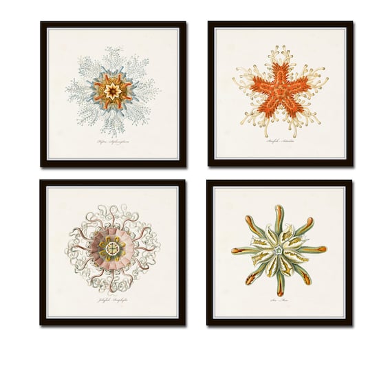 Ernst Haeckel Print Set, 8x8 Square Prints, Giclee, Art Print, Wall Art, Coastal Art, Nautical Art, Vintage Sea Life Prints, Beach House Art