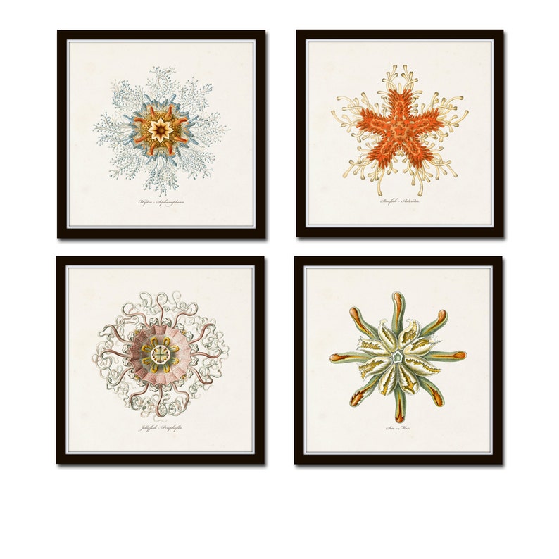 May include: Set of four vintage botanical illustrations of sea life. Each illustration features a different type of starfish in a detailed, hand-drawn style. The illustrations are framed in black frames and have a white background.