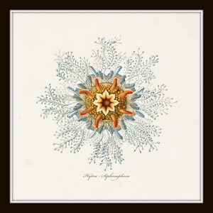 May include: A vintage illustration of a Hydra - Siphonophora, a type of marine animal. The illustration features a detailed depiction of the animal's intricate structure, with a central, star-shaped body surrounded by delicate, branching tentacles.