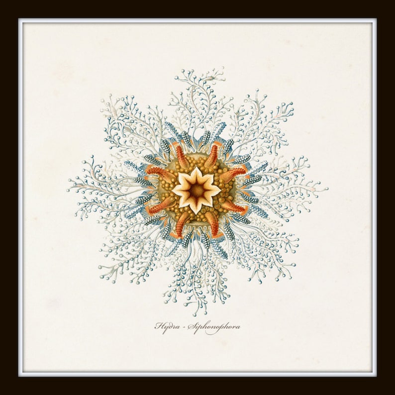 May include: A vintage illustration of a Hydra - Siphonophora, a type of marine animal. The illustration features a detailed depiction of the animal's intricate structure, with a central, star-shaped body surrounded by delicate, branching tentacles.
