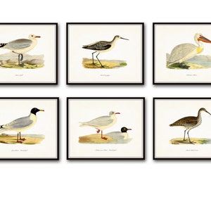 Vintage Sea Bird Print Set, Giclee, Art Prints, Nautical Art, Coastal Decor, Bird Prints, Natural History Art, Vintage Bird Prints, Collage