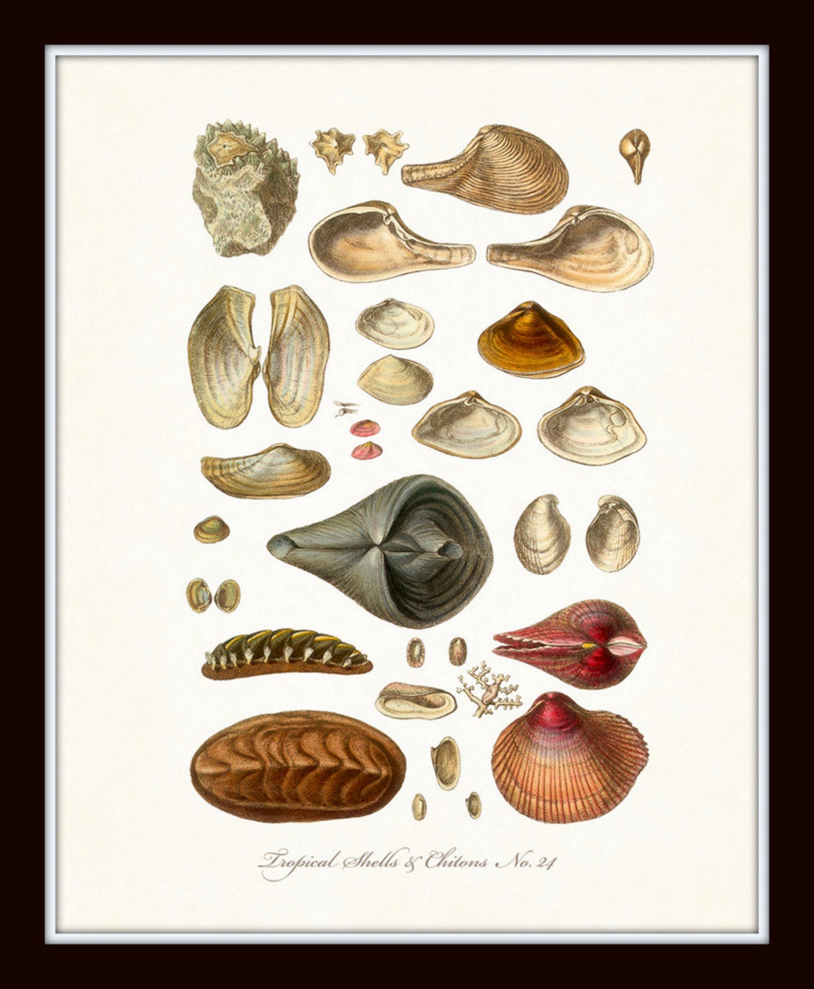 Shell Print Artist Antique Seashell Print Set, Shell Prints, Art Print, Wall Art, Print ...