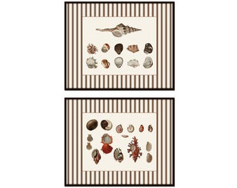 Juego de láminas giclée de conchas marinas francesas, borde de rayas marrones, arte mural costero.