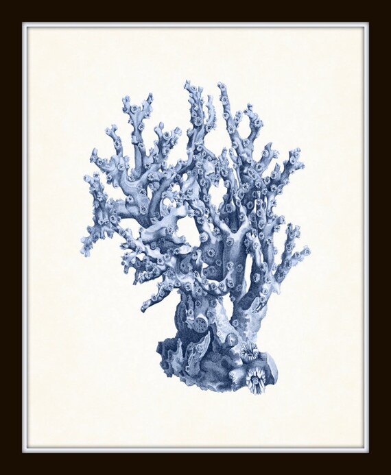 Blue Coral Vintage + art