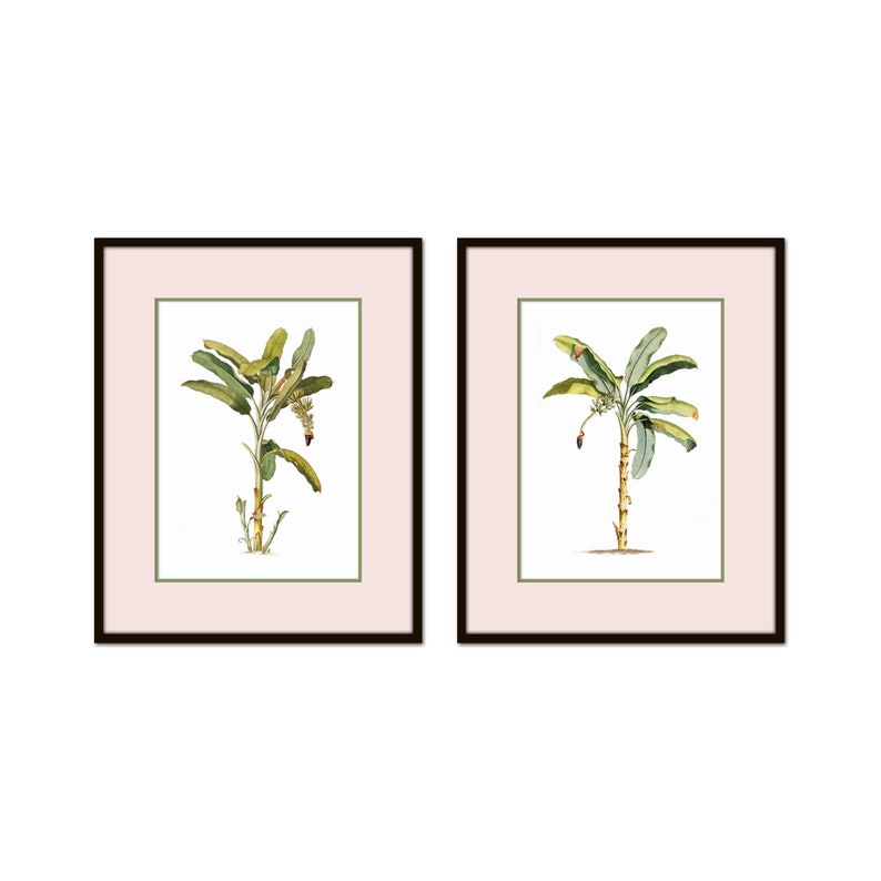 May include: Two framed botanical prints of banana plants with green leaves and brown stems. The prints are set against a light pink background and have black frames.