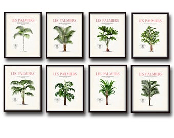 Vintage French Palm Tree Print Set No. 1, Giclee, Art Prints, Beach Cottage Decor, Botanical Illustration, Botanical Print Set, Wall Art