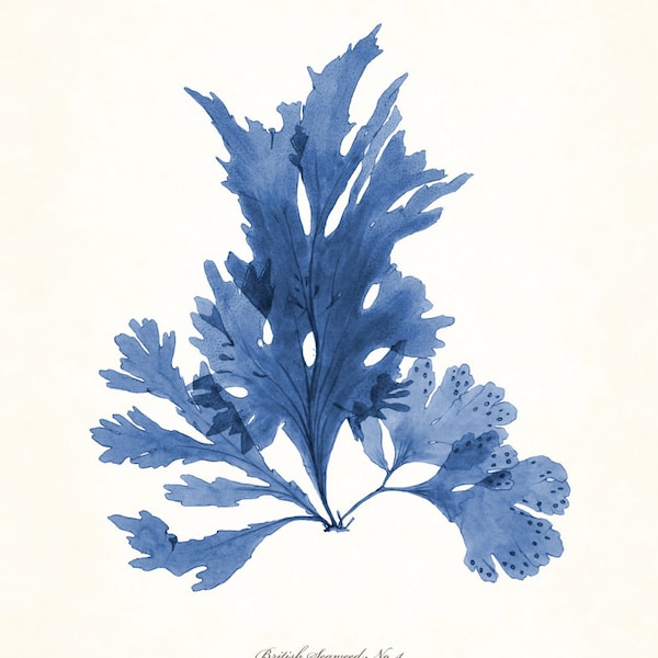 Vintage Indigo Seaweed Print No. 4, Coastal Nautical Art