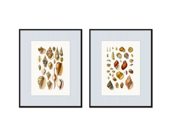 Conjunto de láminas vintage de conchas marinas con rayas azules, arte mural costero impreso con técnica giclée.