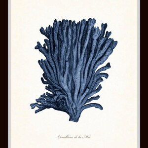 Op de afbeelding: Een vintage illustratie van blauw koraal, met de tekst "Corallions de la Mer" onderaan.
