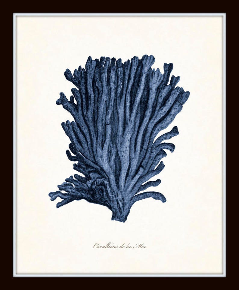 Op de afbeelding: Een vintage illustratie van blauw koraal, met de tekst "Corallions de la Mer" onderaan.