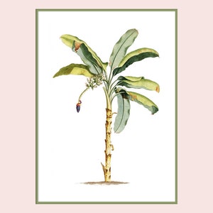 May include: A watercolor illustration of a banana tree with green leaves and a brown trunk. The tree is depicted in a white background with a green frame.