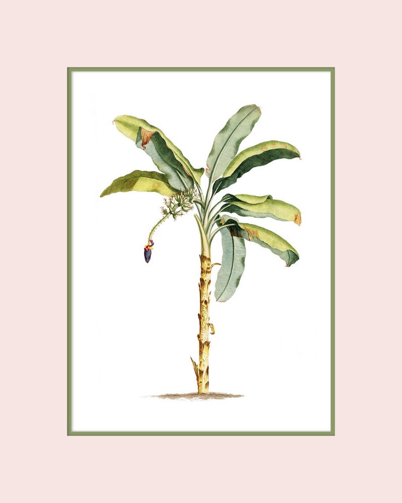 May include: A watercolor illustration of a banana tree with green leaves and a brown trunk. The tree is depicted in a white background with a green frame.